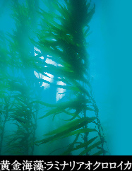 黄金海藻：ラミナリアオクロロイカ